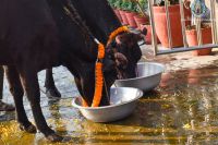 Gobardhan Puja at SSD Thimi