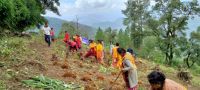 Tree Plantation at Gulmi