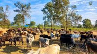 Gau Sewa program at Ghorahi