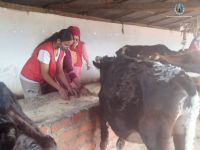 Gau Sewa program at Gulmi