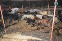 Gau Sewa at Pokhara