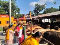 Gau Sewa at Bharatpur
