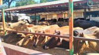 Gau Sewa at Bharatpur