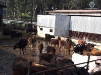 Cow Service at Gausala