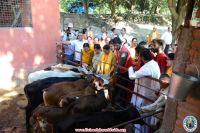 Gau Sewa Program 