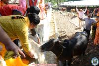 Gau Sewa Program 