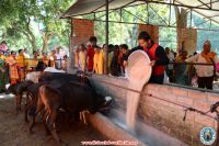 Gau Sewa Program 