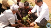 Tree Plantation 