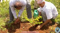 Tree Plantation 