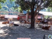 Cow Service at Damak